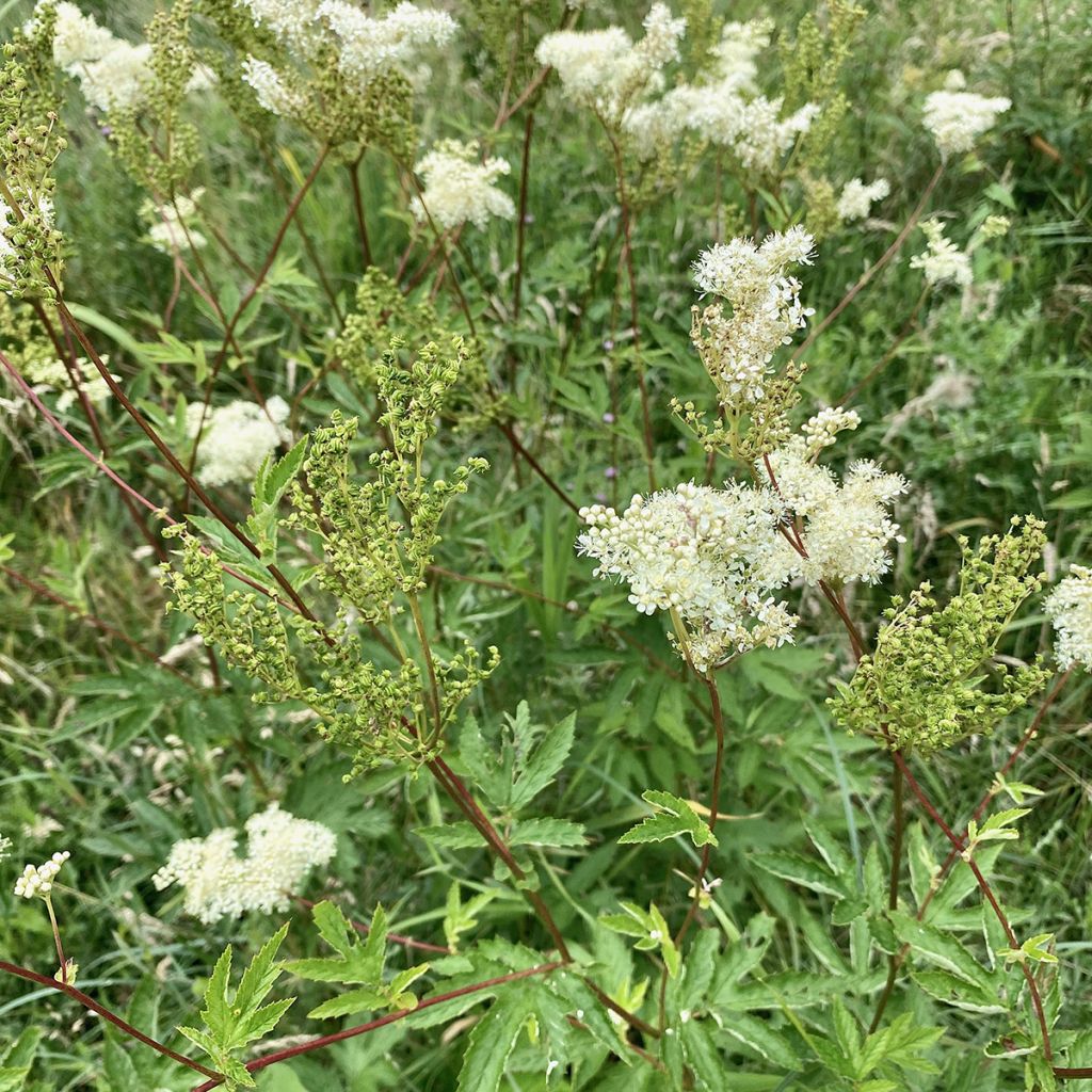 Echtes Mädesüß - Filipendula ulmaria