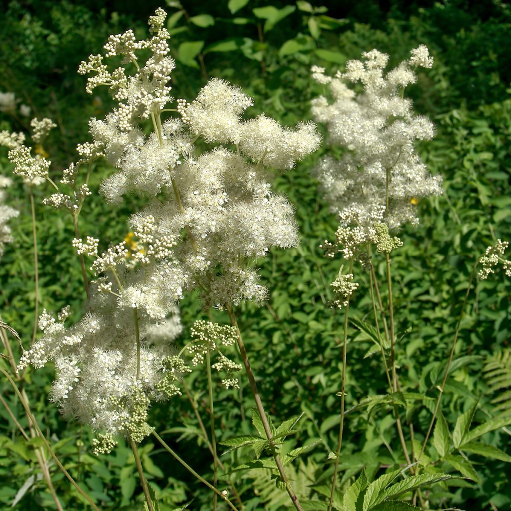 Echtes Mädesüß - Filipendula ulmaria