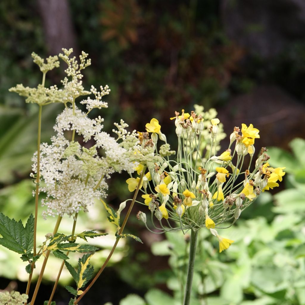 Echtes Mädesüß - Filipendula ulmaria