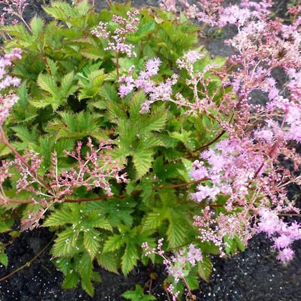 Echtes Mädesüß Rosea - Filipendula ulmaria