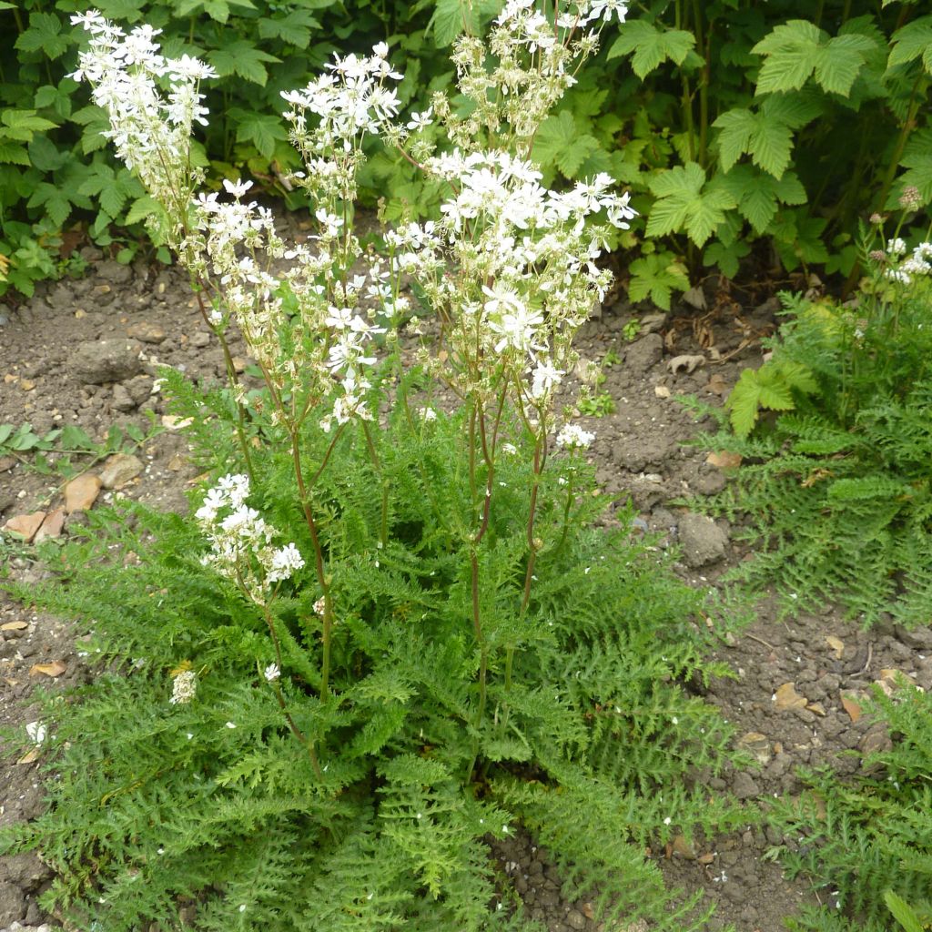 Knolliges Mädesüß - Filipendula vulgaris