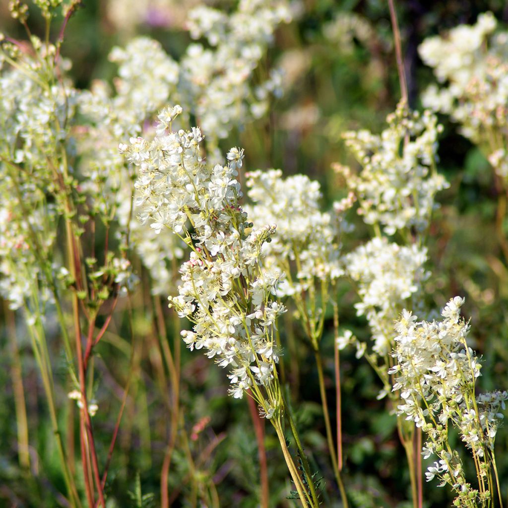 Knolliges Mädesüß - Filipendula vulgaris