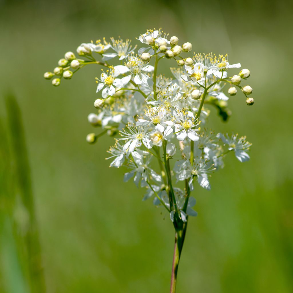 Knolliges Mädesüß - Filipendula vulgaris