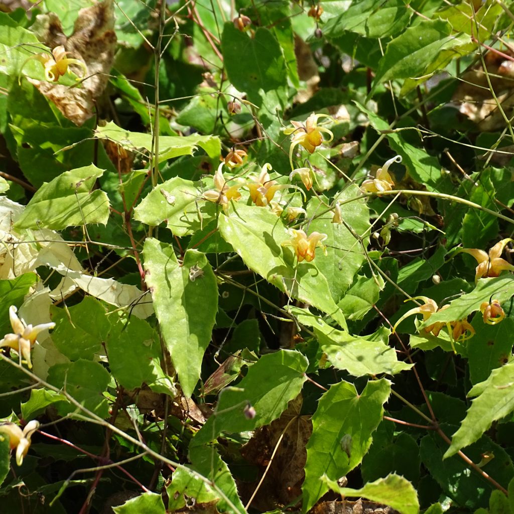 Fleur des Elfes - Epimedium Amber Queen