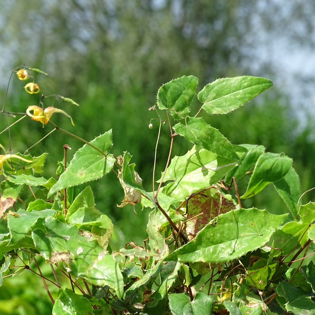 Fleur des Elfes - Epimedium Amber Queen