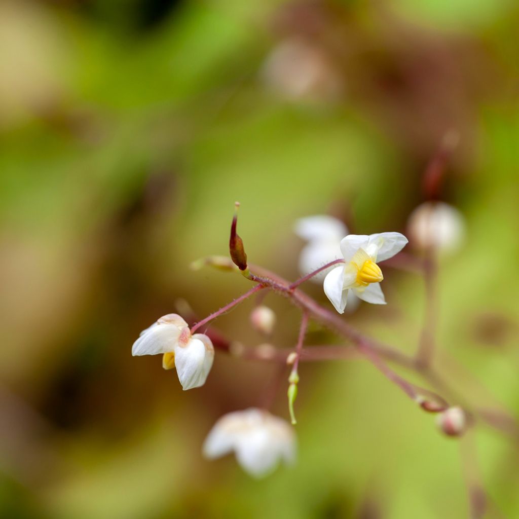 Epimedium pubigerum - Flaumige Elfenblume