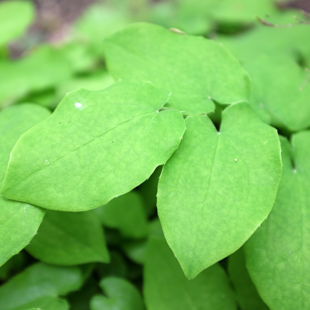 Epimedium pubigerum - Flaumige Elfenblume