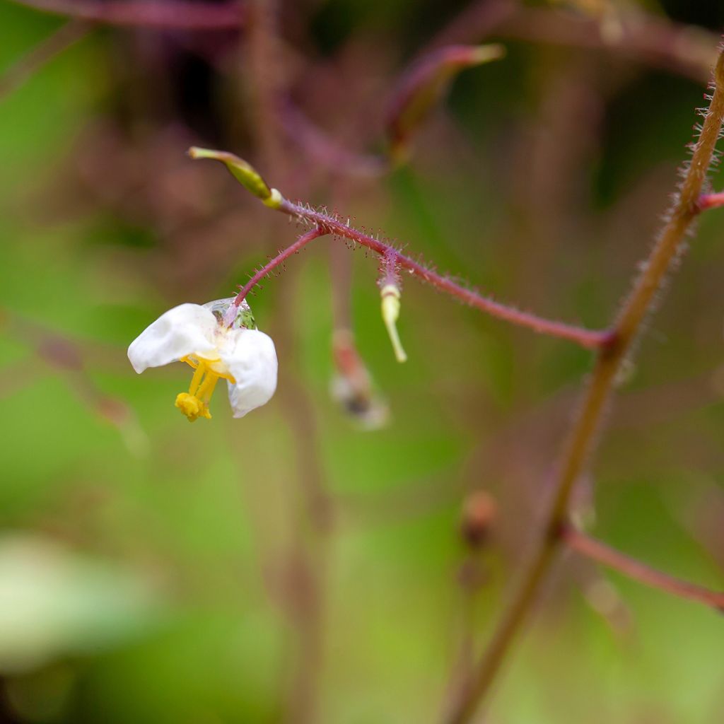 Epimedium pubigerum - Flaumige Elfenblume