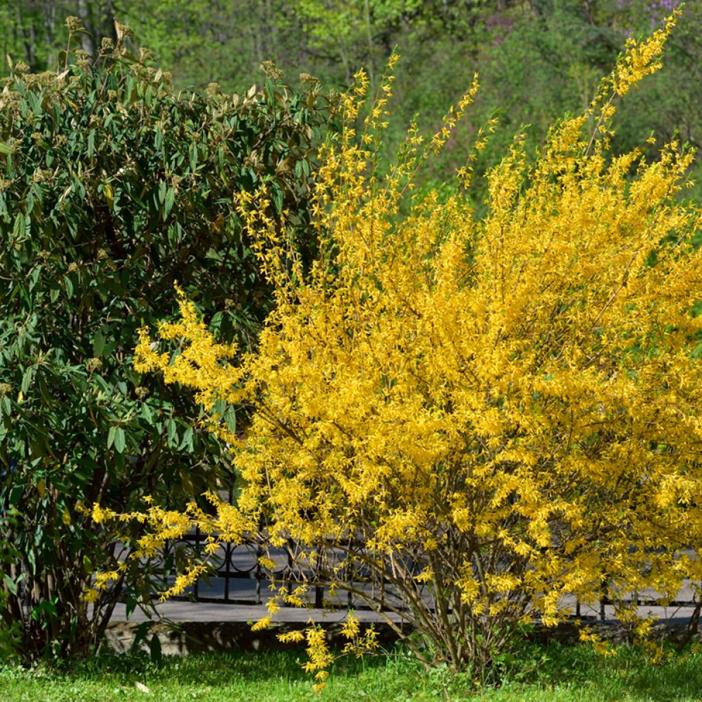 Goldglöckchen Forbeesia - Forsythie