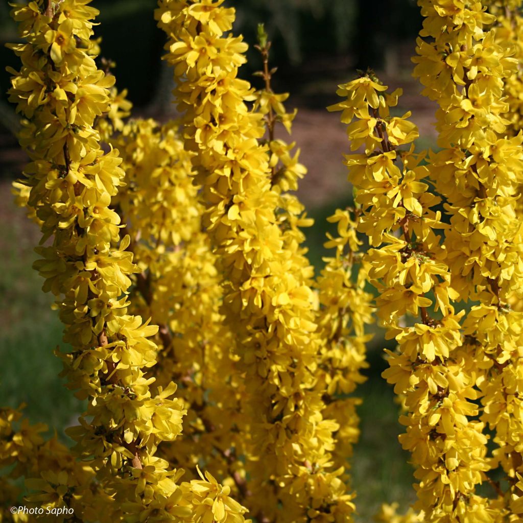 Forsythia Mikador® - Mimosa de Paris