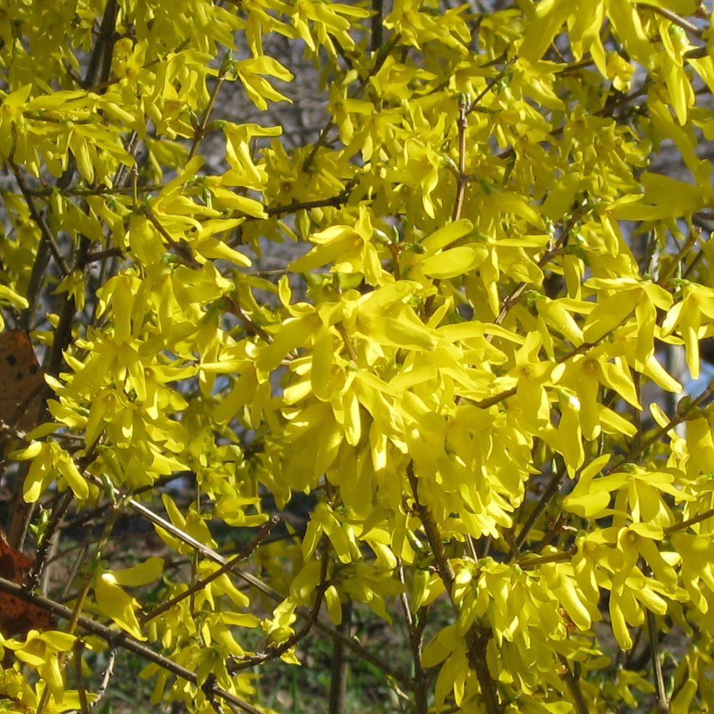 Forsythia Nimbus - Mimosa de Paris nain