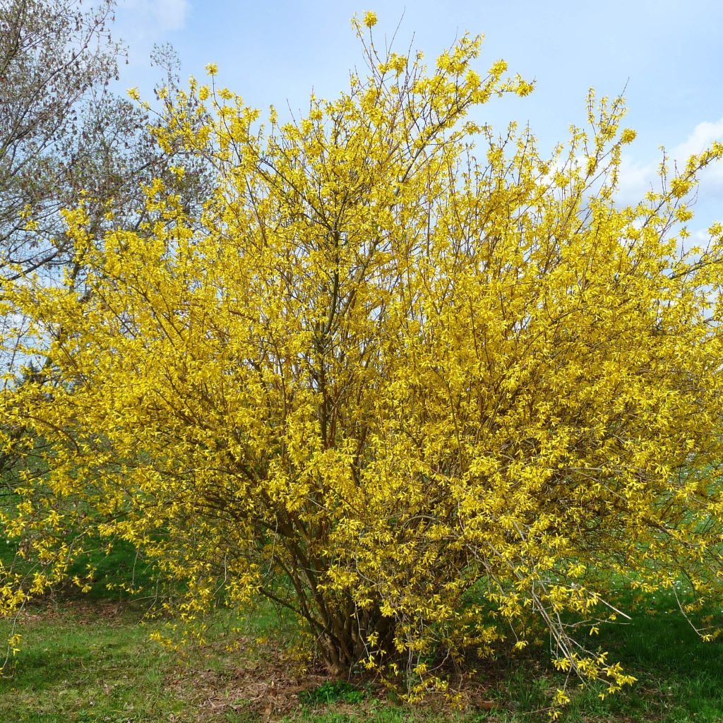 Goldglöckchen Lyngold - Forsythie