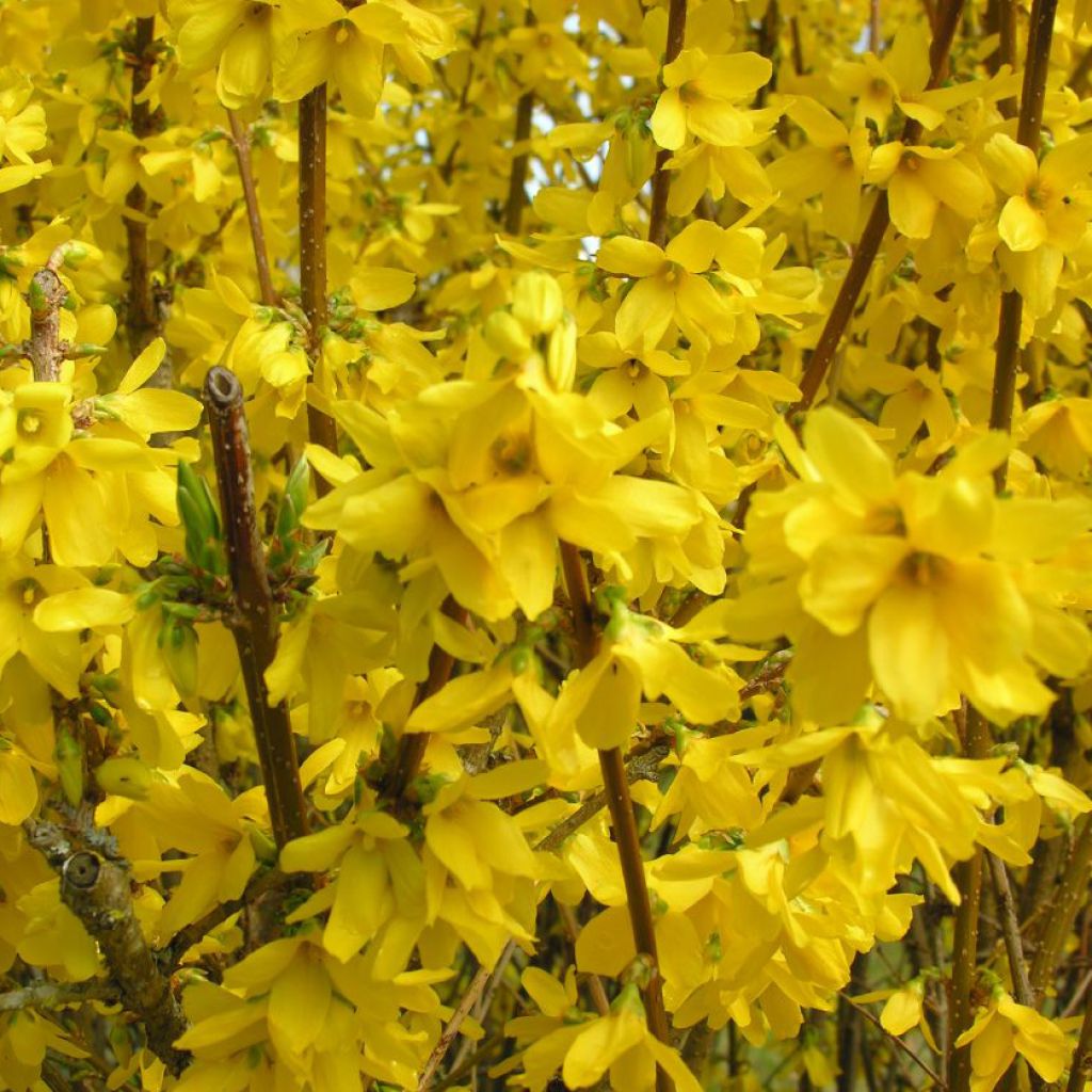 Forsythia intermedia Spectabilis - Mimosa de Paris