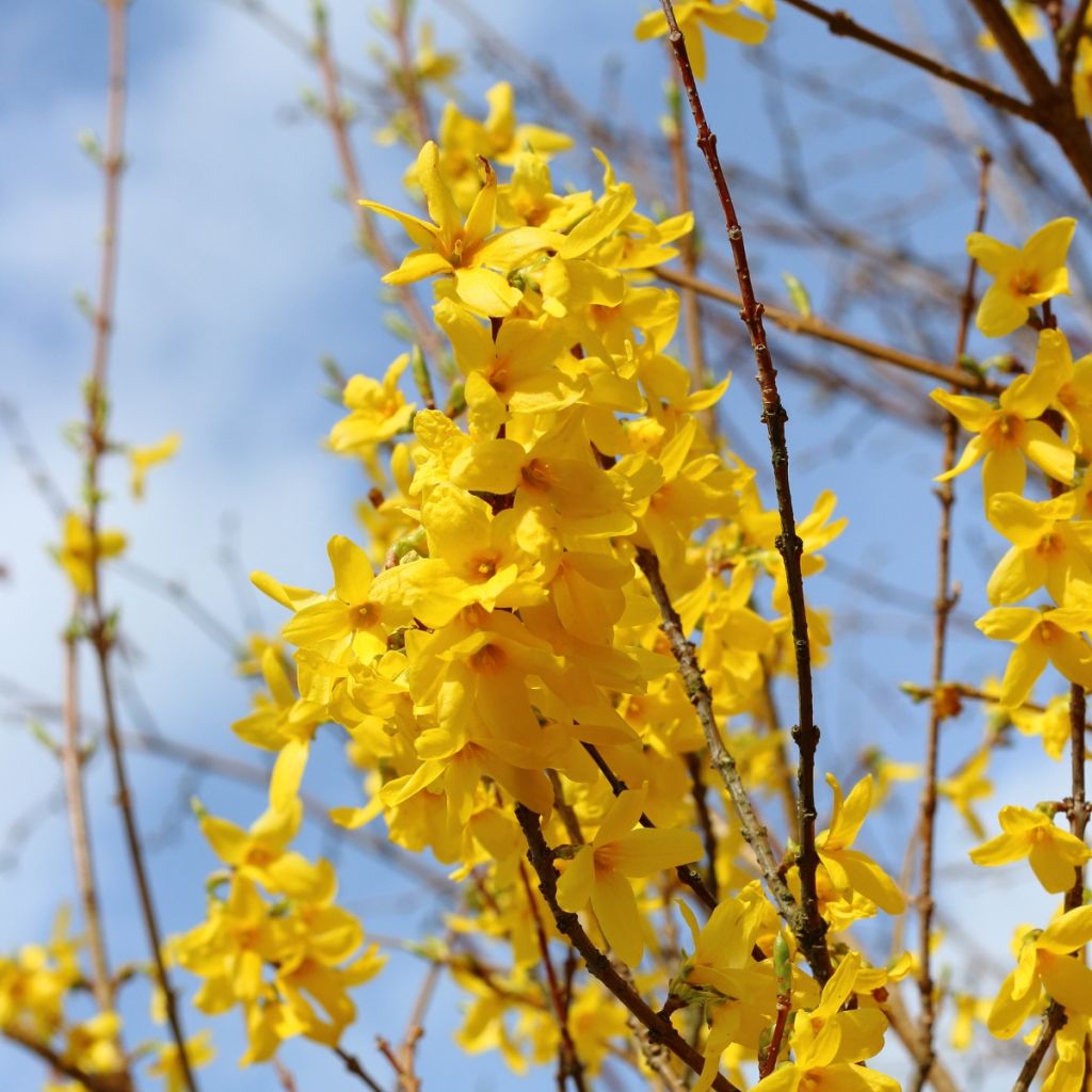 Goldglöckchen - Forsythia intermedia