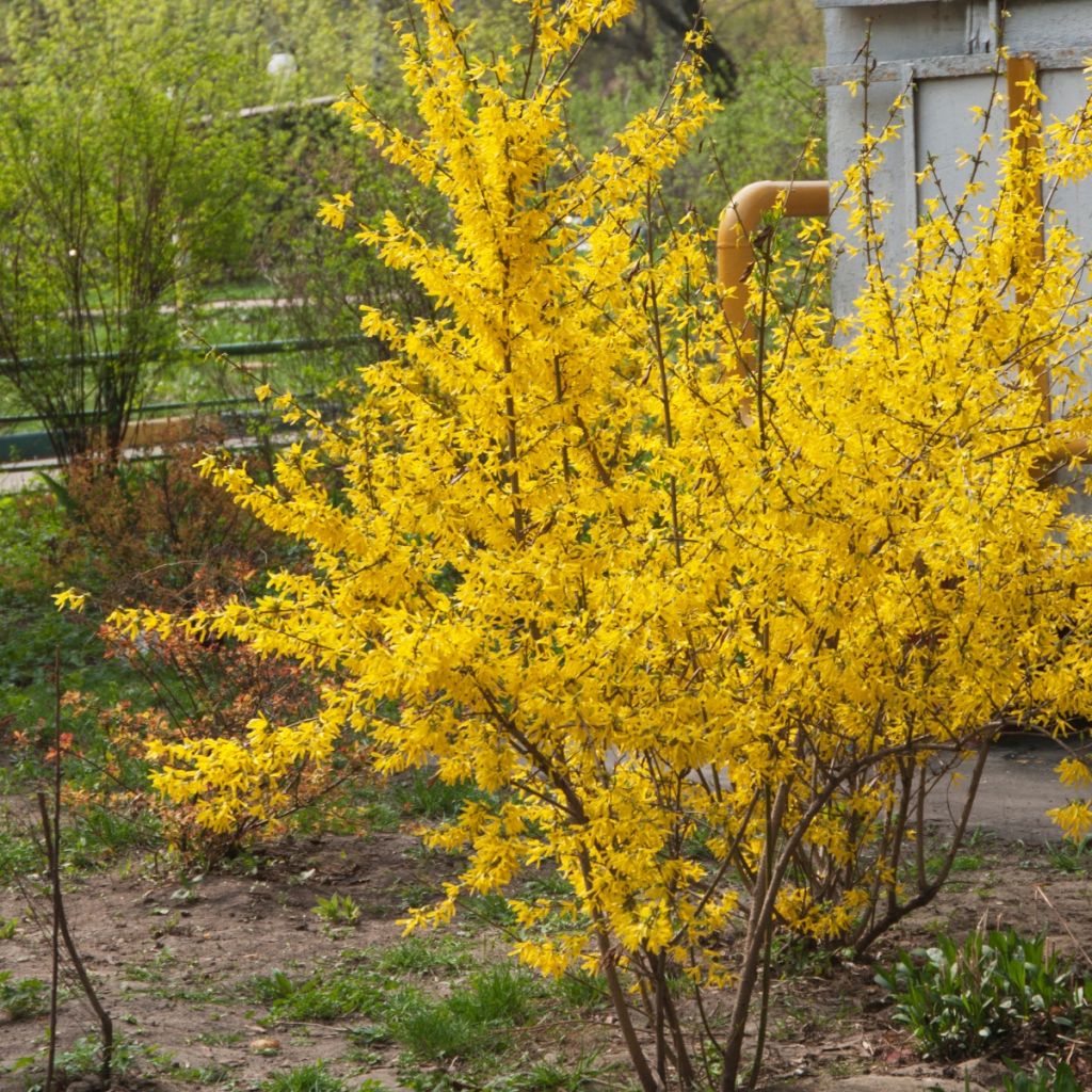 Goldglöckchen - Forsythia intermedia