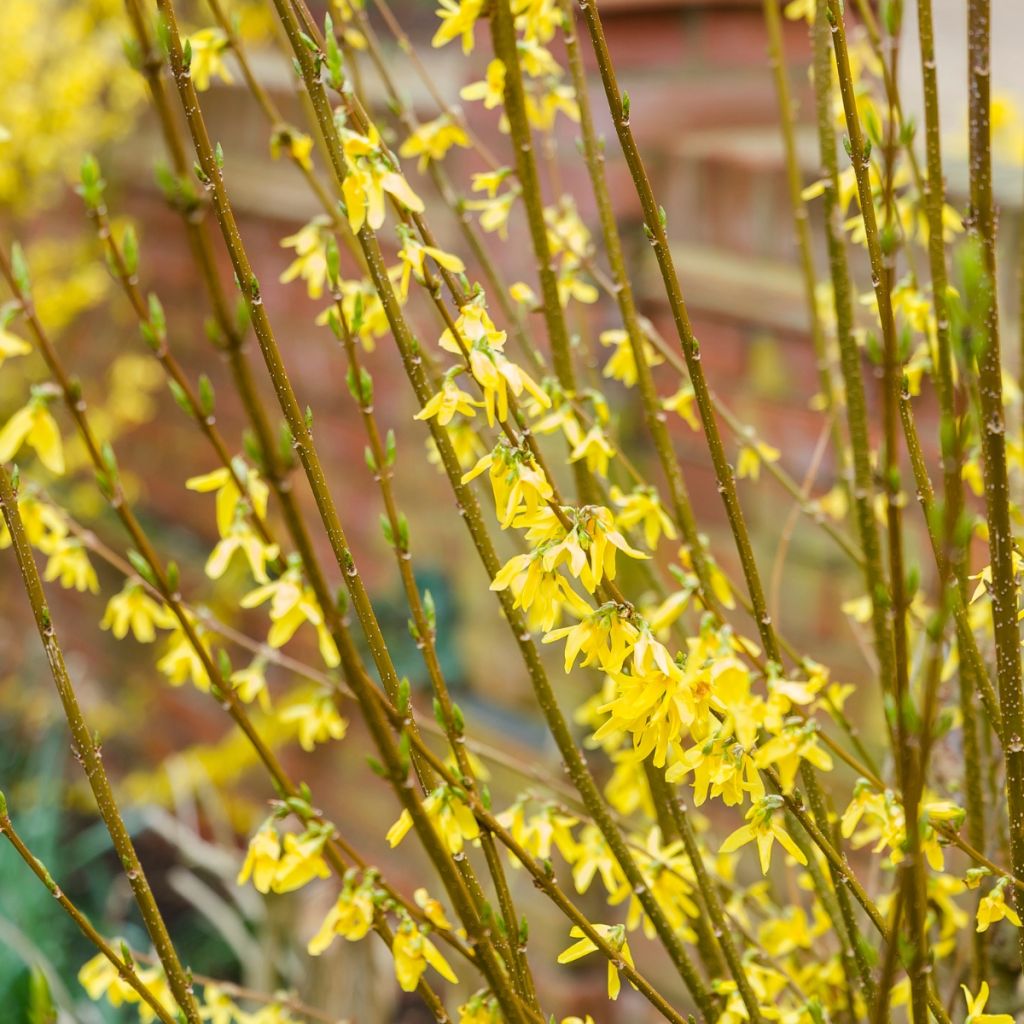 Goldglöckchen - Forsythia intermedia