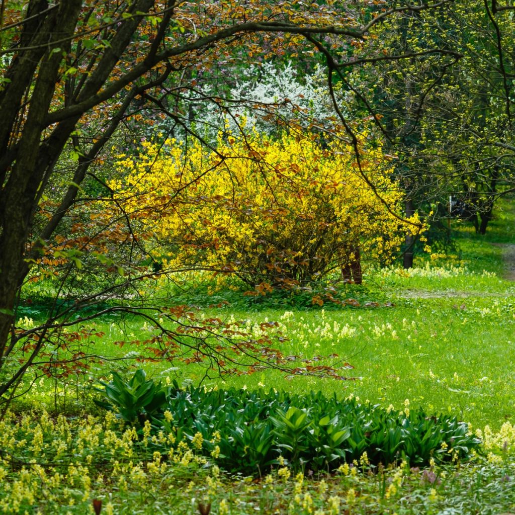 Goldglöckchen - Forsythia intermedia