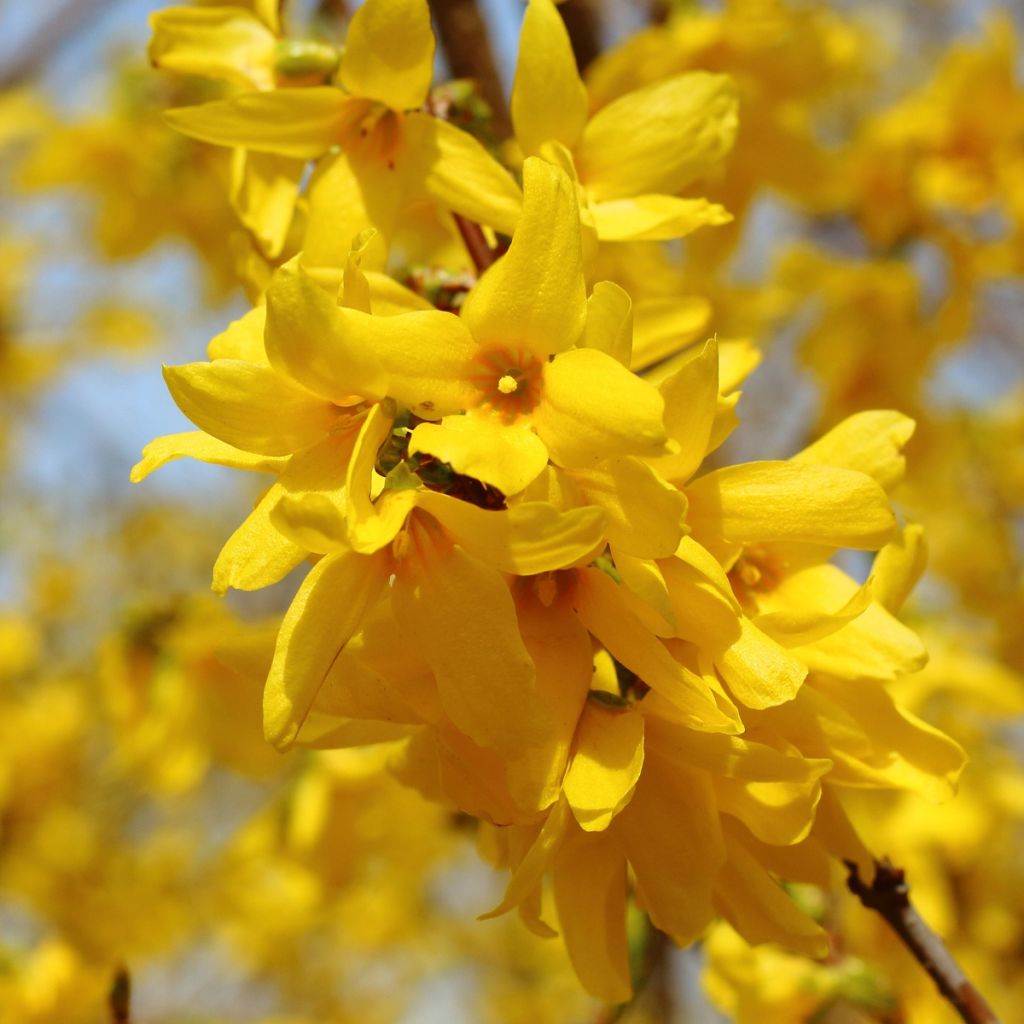 Goldglöckchen - Forsythia intermedia