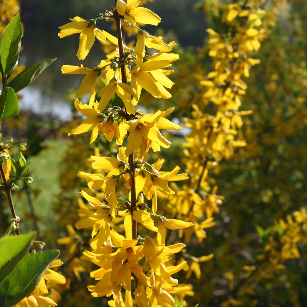 Goldglöckchen Flying Machine - Forsythia koreana