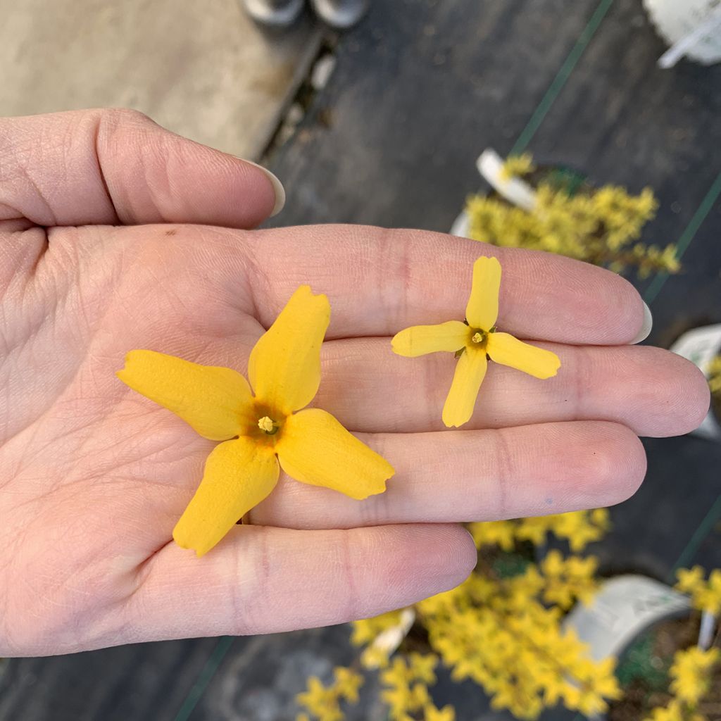 Goldglöckchen Flying Machine - Forsythia koreana