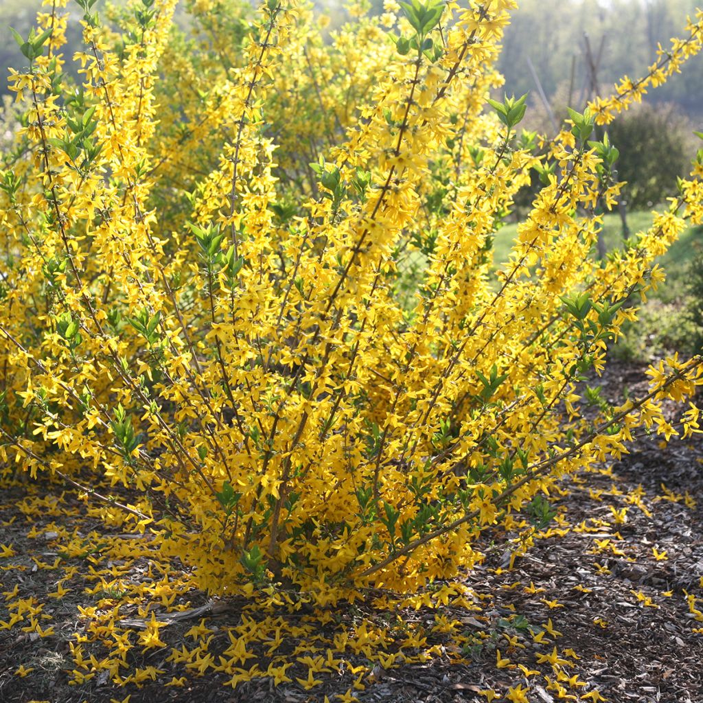 Goldglöckchen Flying Machine - Forsythia koreana