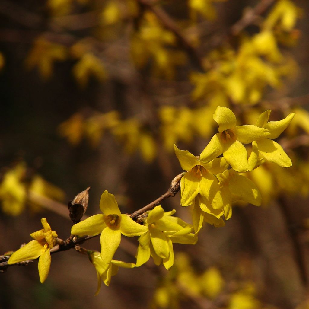 Goldglöckchen Kumsun - Forsythia koreana