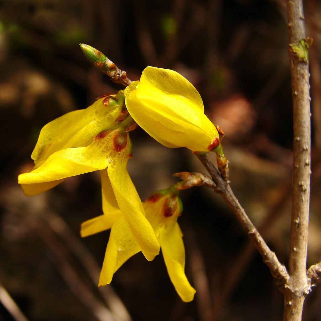 Forsythia de Corée - Forsythia koreana Kumsun