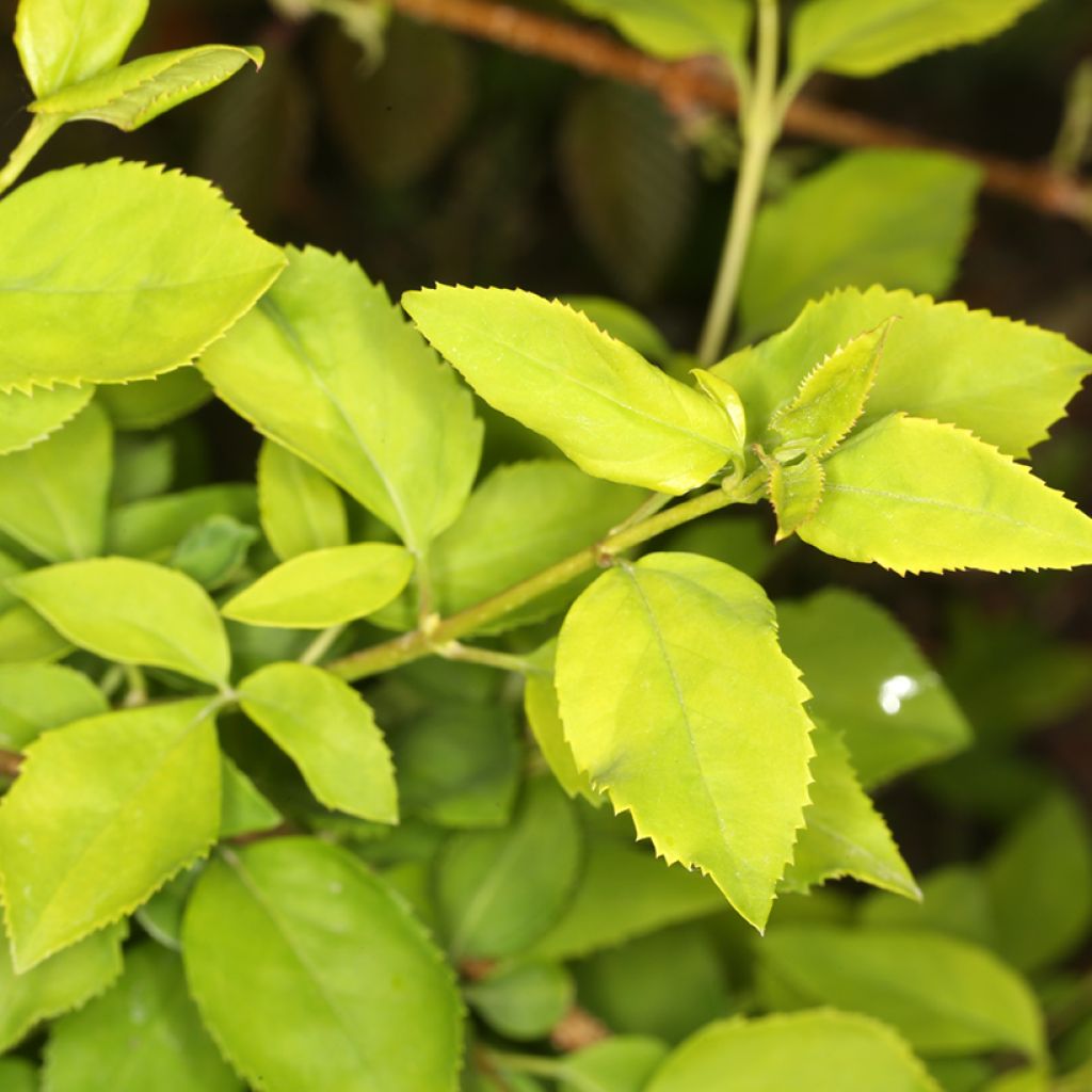 Forsythia suspensa Aurea - Forsythie