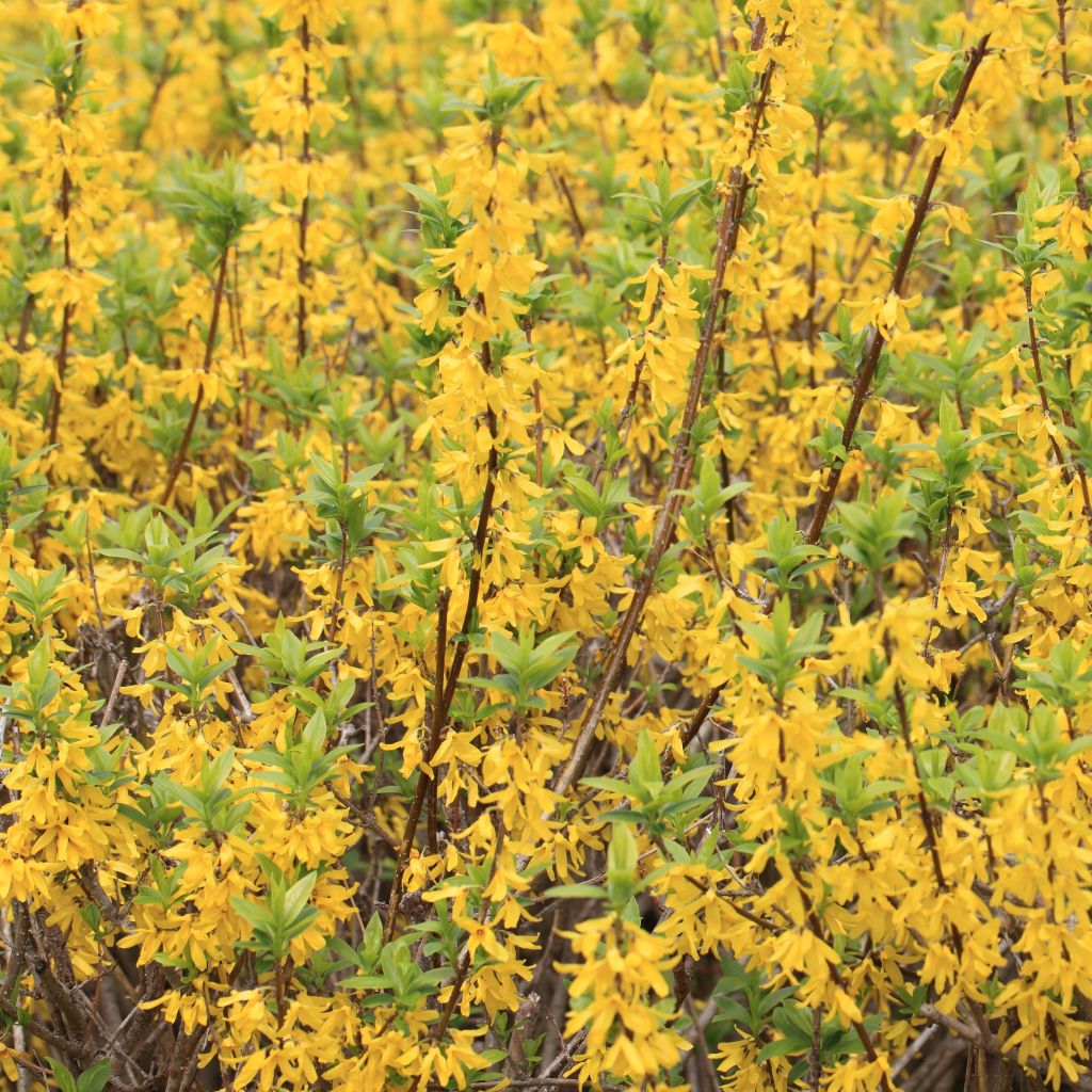 Forsythia viridissima Citrus Swizzle - Mimosa de Paris