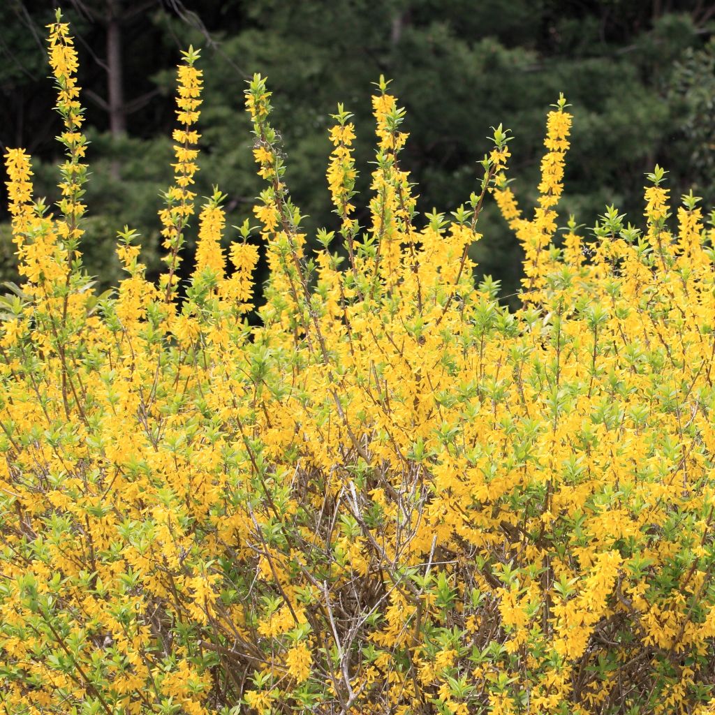 Forsythia viridissima Citrus Swizzle - Mimosa de Paris