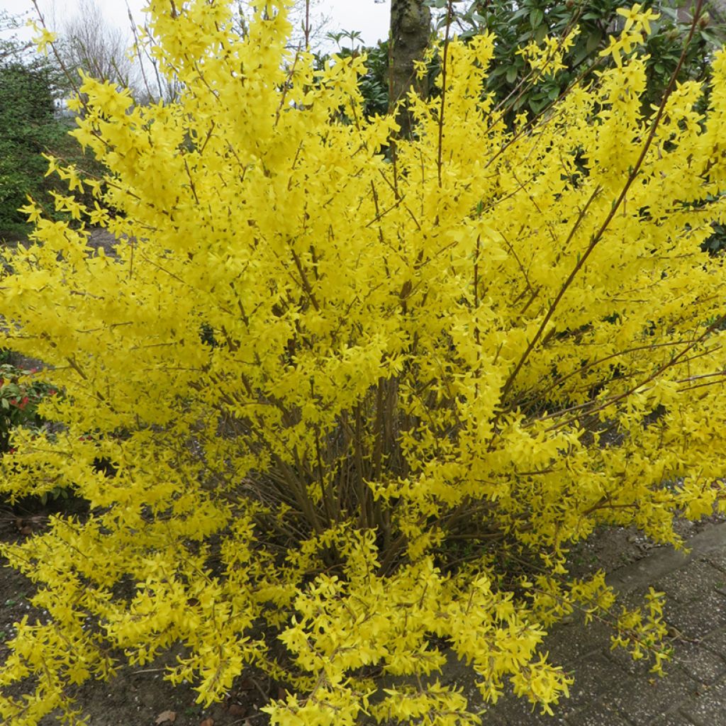 Forsythia x intermedia Goldzauber - Mimosa de Paris