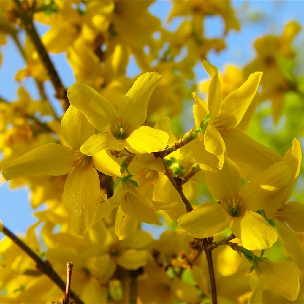 Forsythia x intermedia Lynwood - Mimosa de Paris