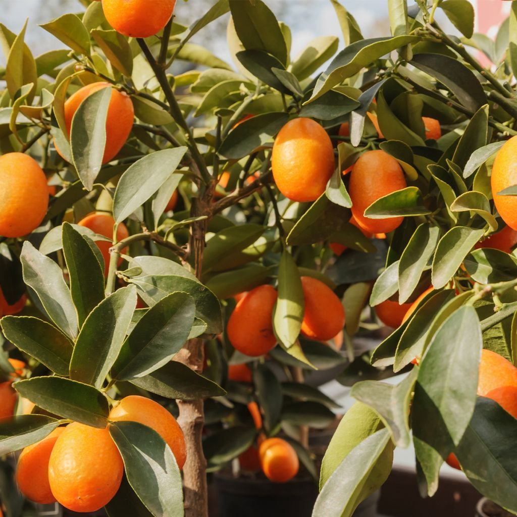 Kumquat - Fortunella margarita