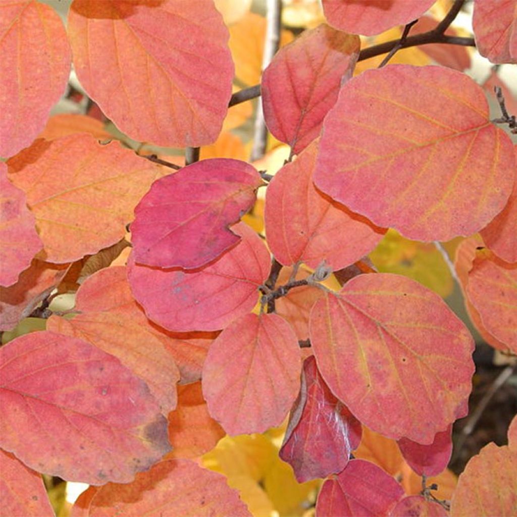 Fothergilla gardenii - Fothergille de Garden