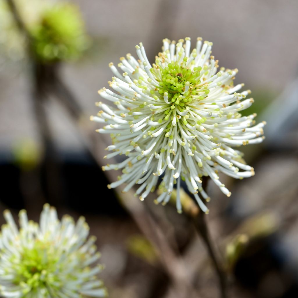 Federbuschstrauch Suzanne - Fothergilla gardenii