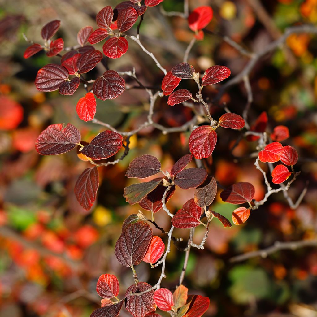 Federbuschstrauch Suzanne - Fothergilla gardenii