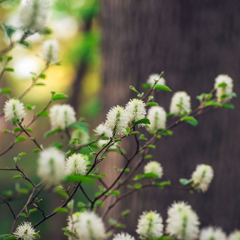 Federbuschstrauch Suzanne - Fothergilla gardenii