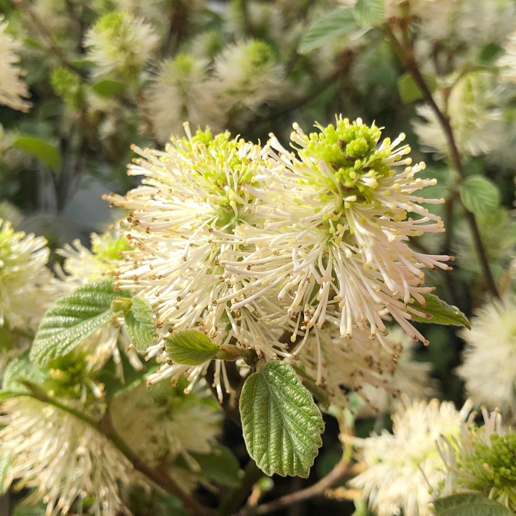 Federbuschstrauch - Fothergilla gardenii