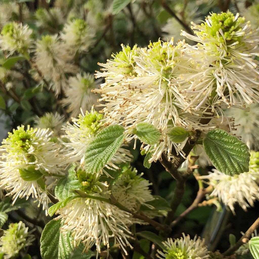 Fothergilla gardenii