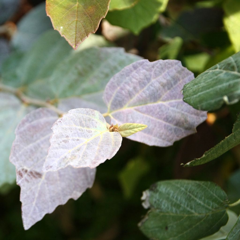 Federbuschstrauch Blue Shadow - Fothergilla intermedia