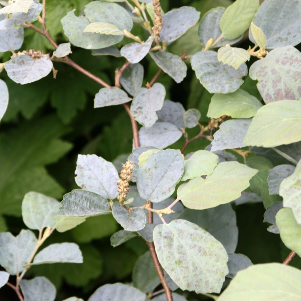 Federbuschstrauch Blue Shadow - Fothergilla intermedia