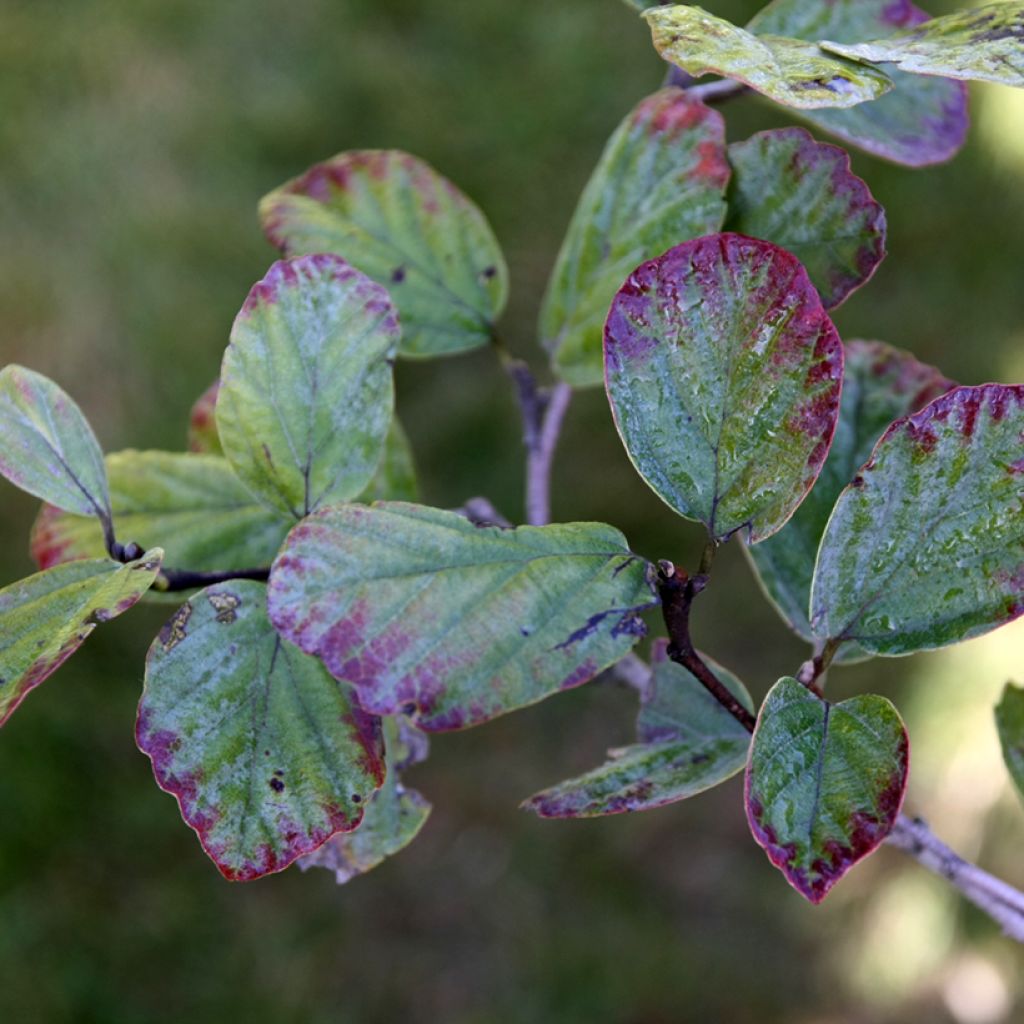 Federbuschstrauch Blue Shadow - Fothergilla intermedia