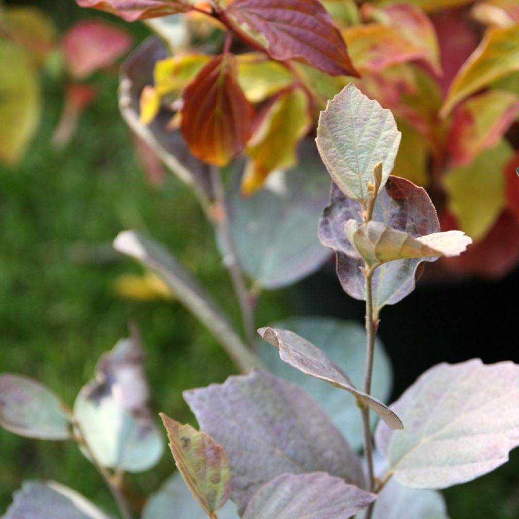 Federbuschstrauch Blue Shadow - Fothergilla intermedia