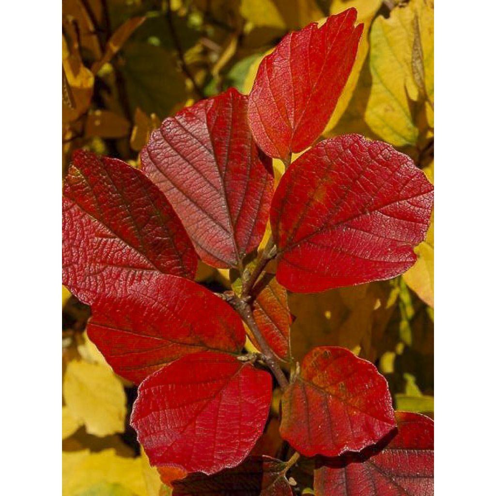 Federbuschstrauch Red Licorice - Fothergilla intermedia