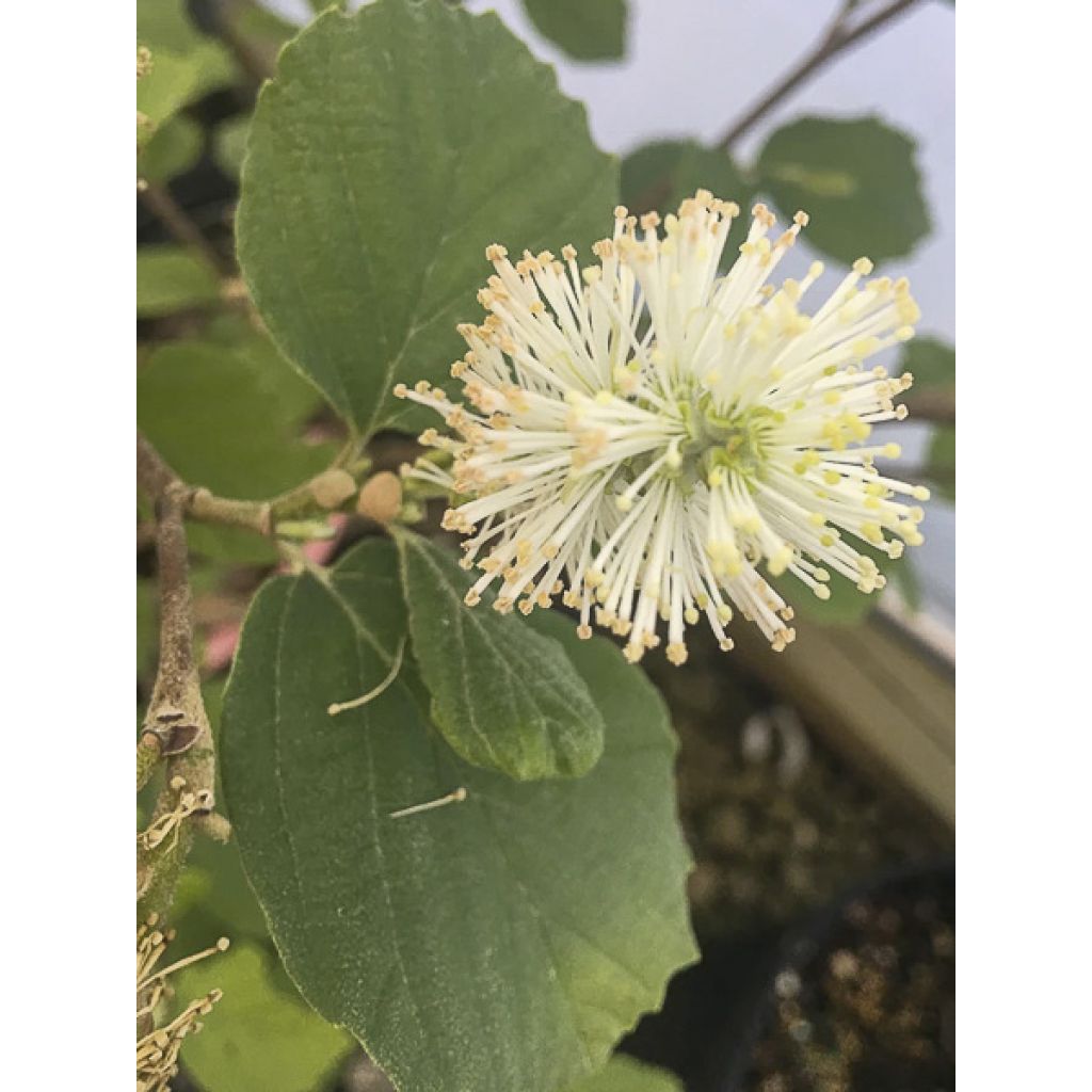 Federbuschstrauch Red Licorice - Fothergilla intermedia