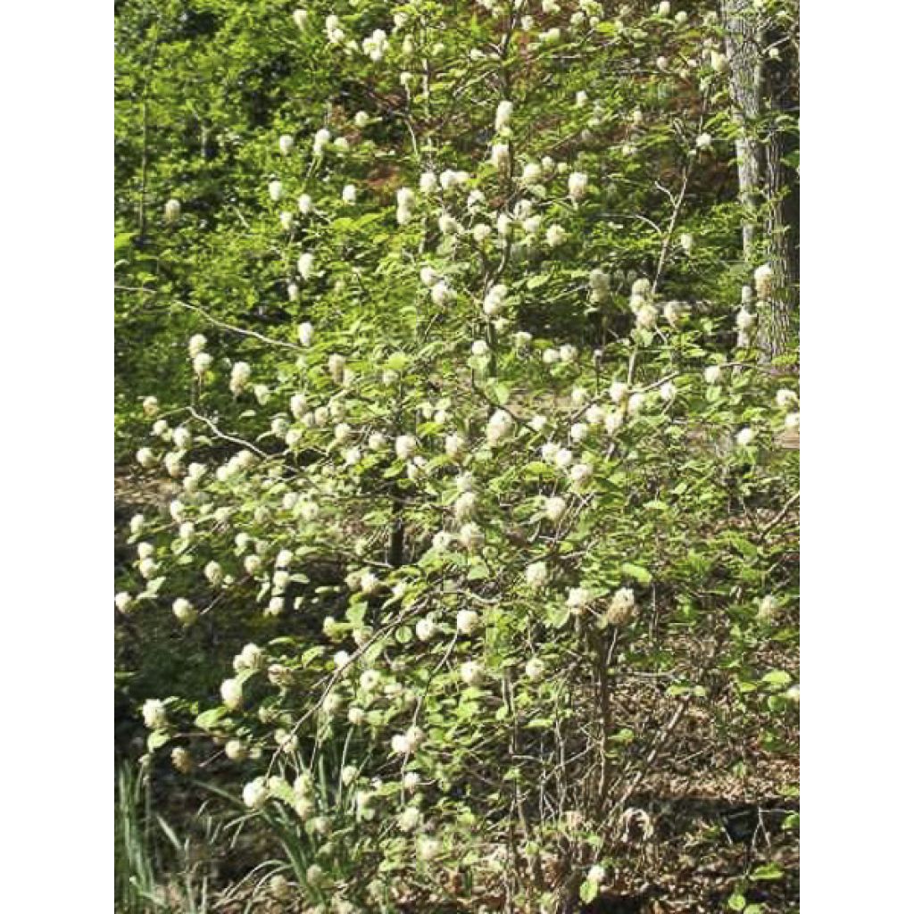 Federbuschstrauch Red Licorice - Fothergilla intermedia