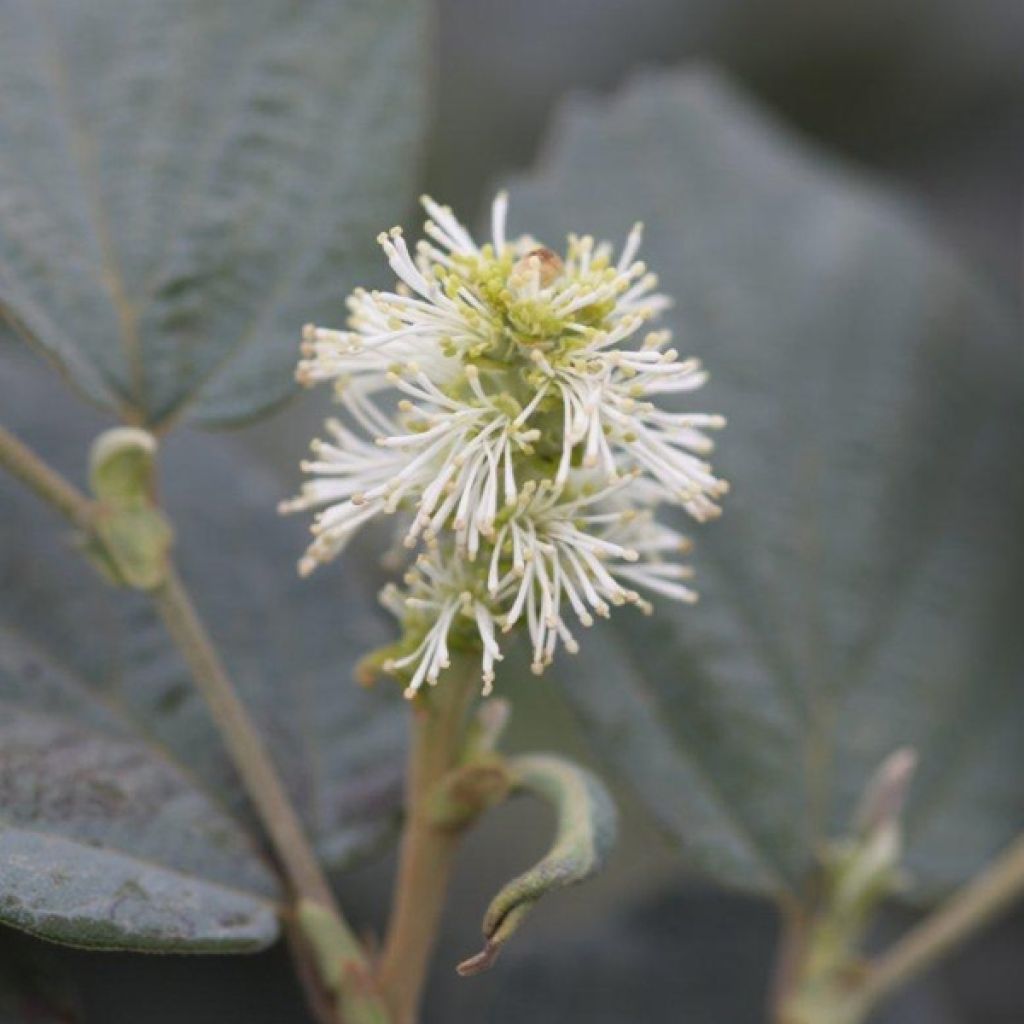 Federbuschstrauch Blue Shadow - Fothergilla intermedia