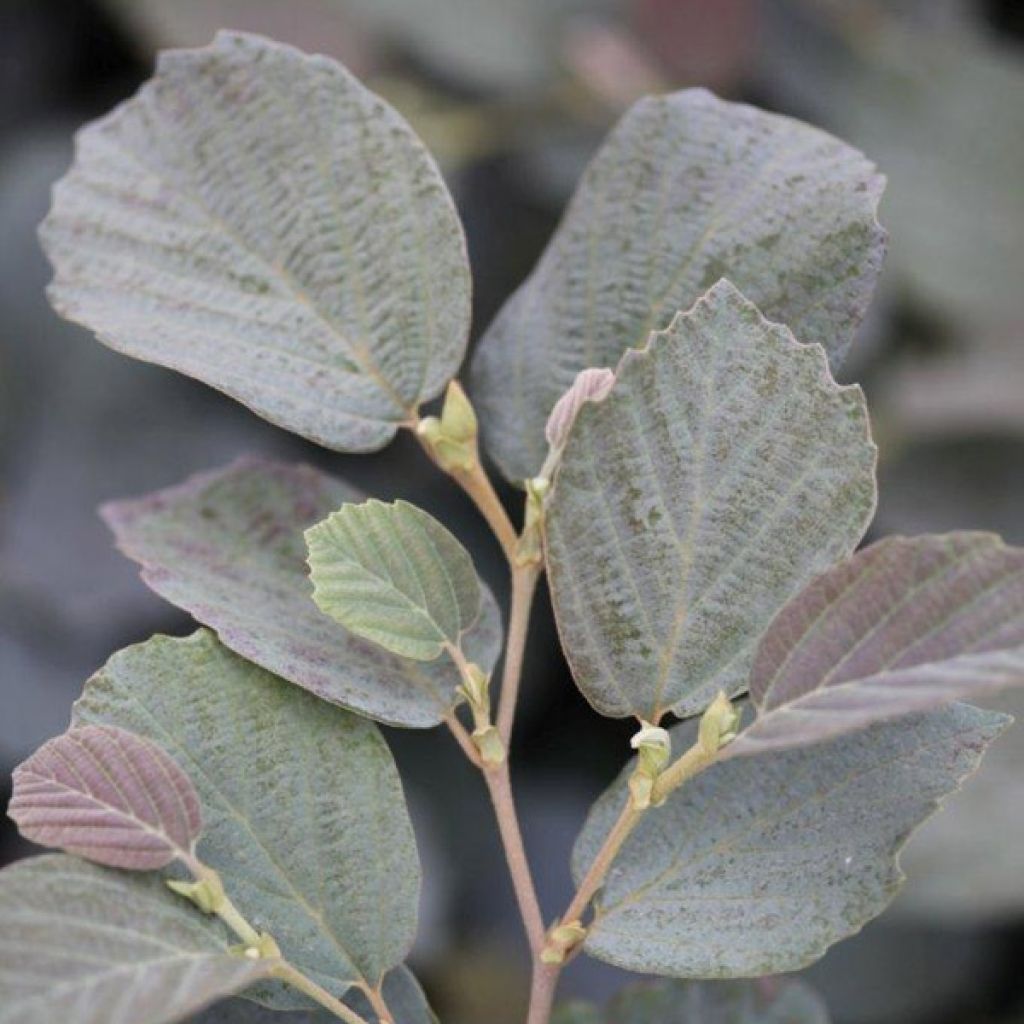 Federbuschstrauch Blue Shadow - Fothergilla intermedia