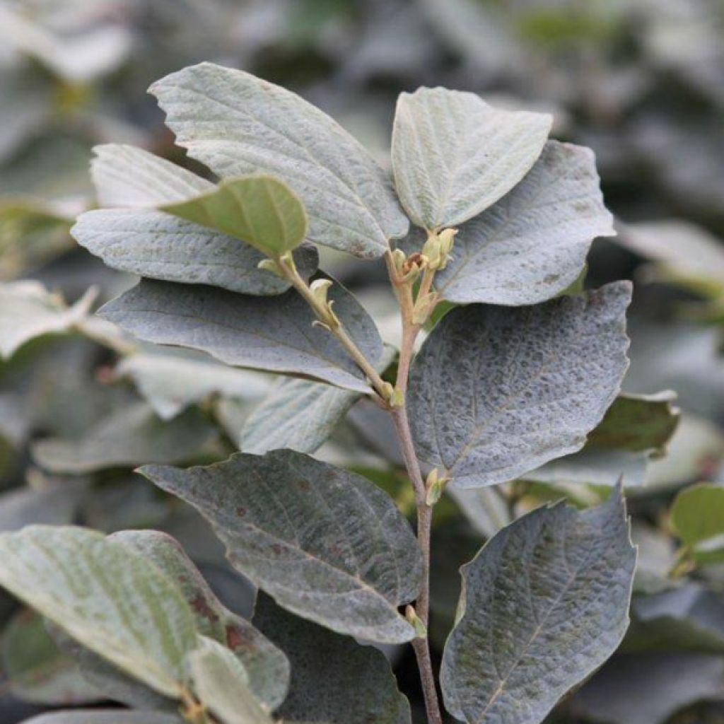 Federbuschstrauch Blue Shadow - Fothergilla intermedia