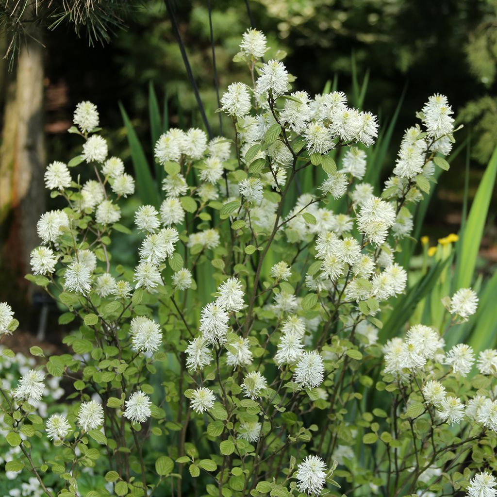 Federbuschstrauch Red Licorice - Fothergilla intermedia